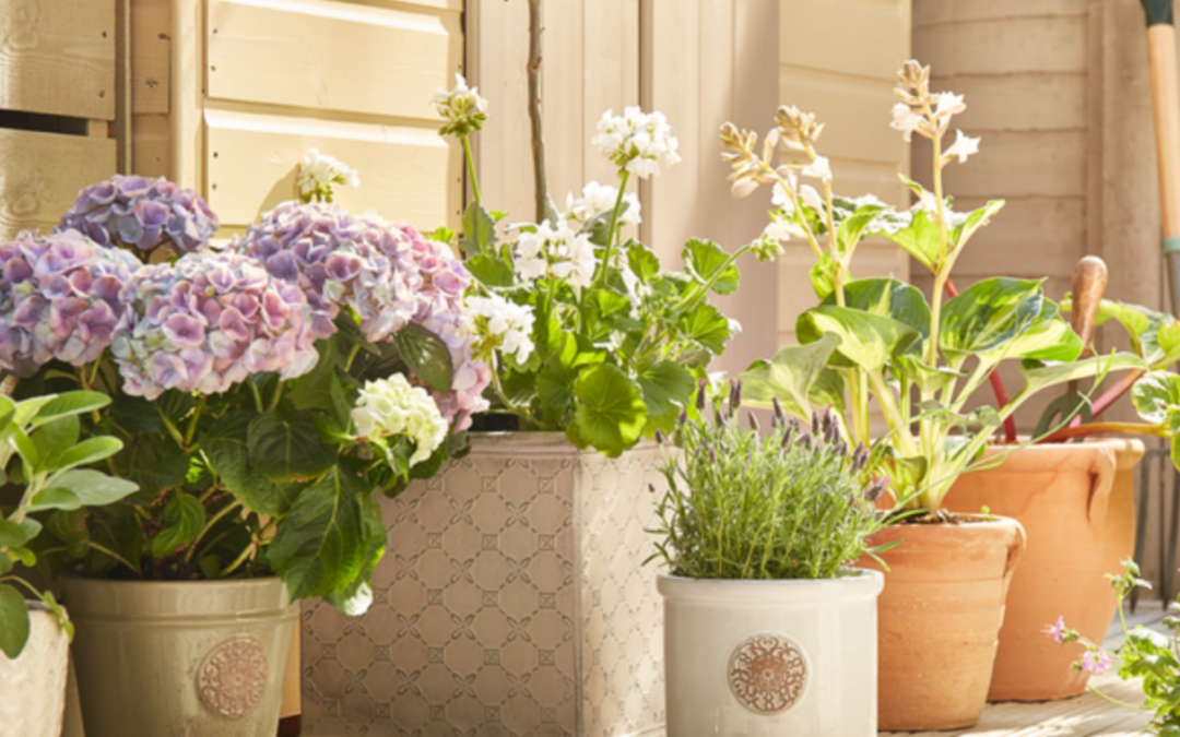 SUMMER GARDENING WITH HOMEBASE