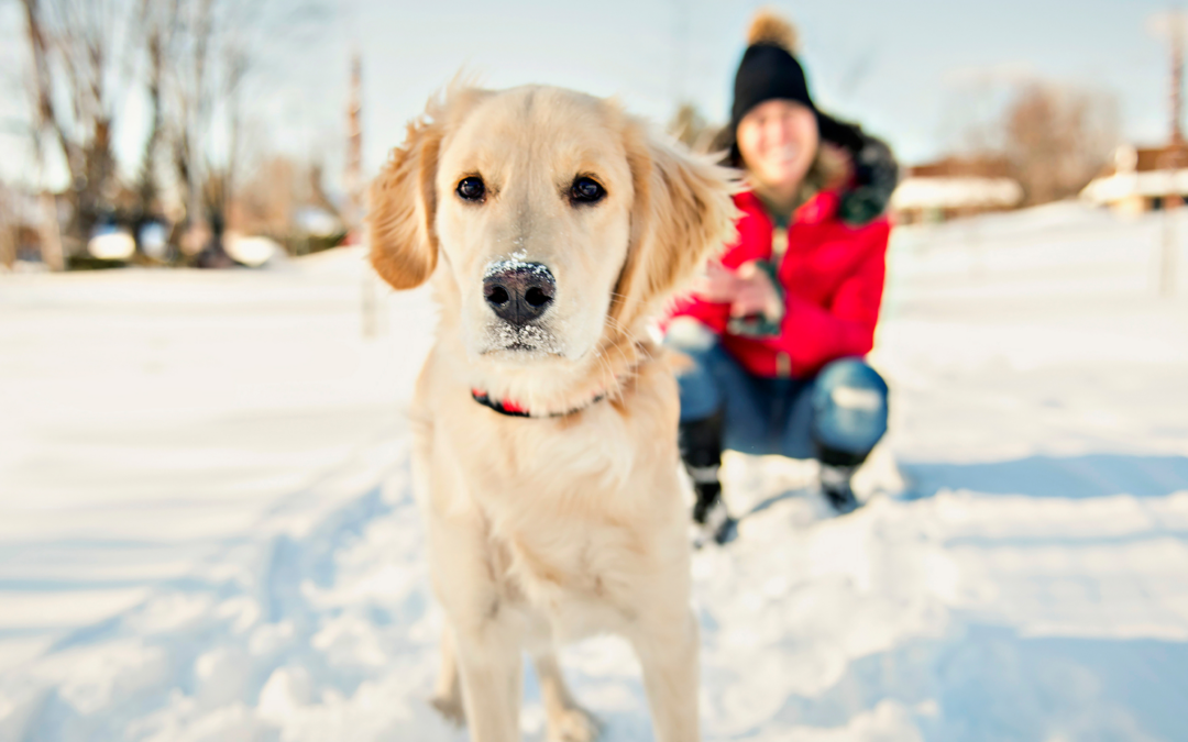 WINTER BOOST THERAPY BATH TREATMENT AT PETMANIA