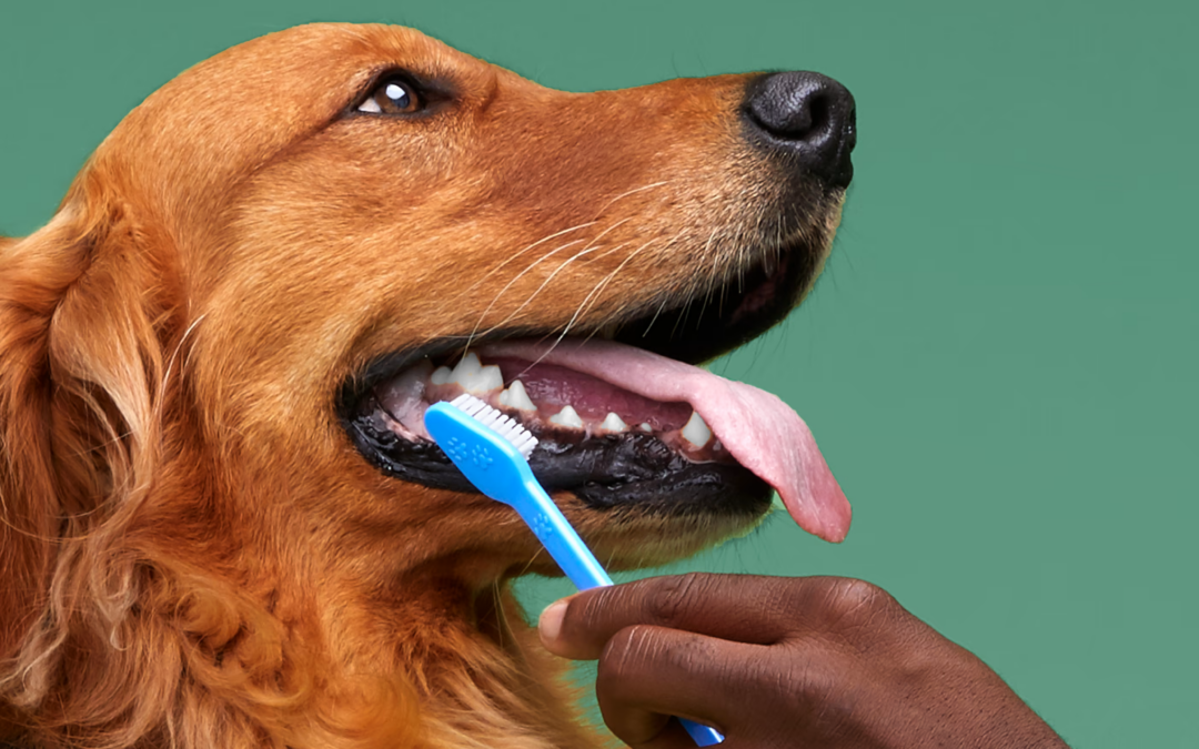 PETMANIA DOGGIE DENTAL CARE